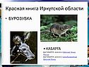 Бурозубка