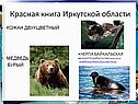 Кожан двухцветный