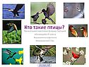 Общая характеристика птиц
