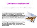 Особенности строения