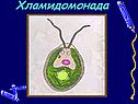 Хламидомонада