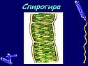 Спирогира