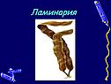 Ламинария