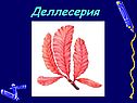 Деллесерия