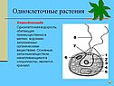 Одноклеточные растения
