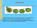 Хлорелла
