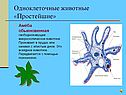 Одноклеточные животные