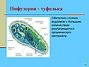 Одноклеточные организмы