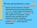 Одноклеточная водоросль