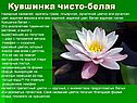 Охраняемые растения