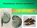 Ископаемые остатки моллюсков