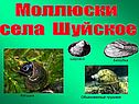 Моллюски села Шуйское