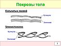 Покровы тела