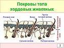 Покровы тела хордовых животных
