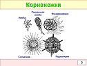 Корненожки