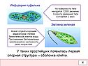 Опорная структура