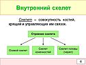 Совокупность костей