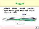 Хорда
