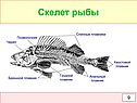 Скелет рыбы