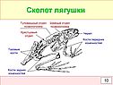 Скелет лягушки