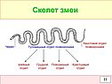 Опорно-двигательная система позвоночных животных