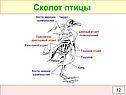 Скелет птицы
