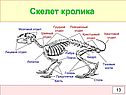 Скелет кролика