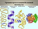 Уровни организации белковой молекулы