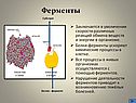 Ферменты
