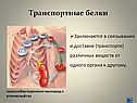 Транспортные белки