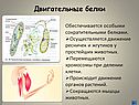 Двигательные белки