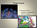Рецепторы
