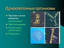 Одноклеточные организмы