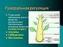 Гуморальная регуляция