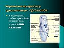 Управление процессов у одноклеточных организмов