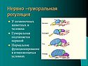 Нервно –гуморальная регуляция
