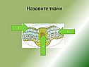 Назовите ткани