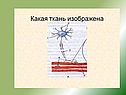 Организм как единое целое