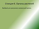 Станция 6. Органы растений