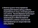 Клетки одного типа стремятся взаимодействовать между собой и
