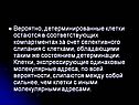 Вероятно, детерминированные клетки остаются в соответствующих