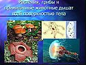 Растения, грибы и примитивные животные