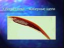 Жаберные щели