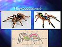 Паукообразные
