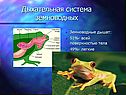 Дыхательная система земноводных