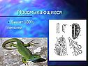 Пресмыкающиеся