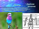 Птицы