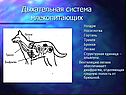 Дыхательная система млекопитающих