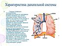 Характеристика дыхательной системы