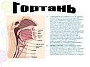 Органы дыхательной системы